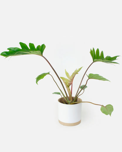 Philodendron Mayoi (L)