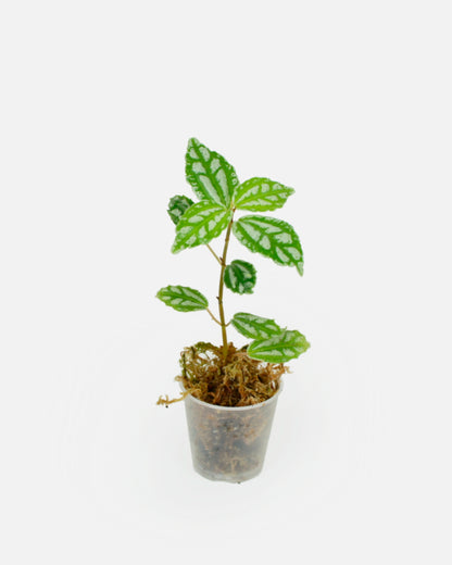 Pilea Cadierei