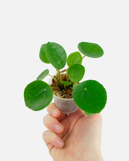 Pilea Peperomioides