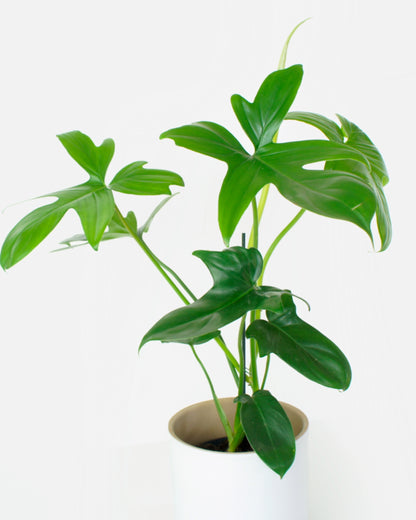 Philodendron Pedatum Florida Green