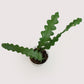 Epiphyllum Anguliger - cactus zigzag