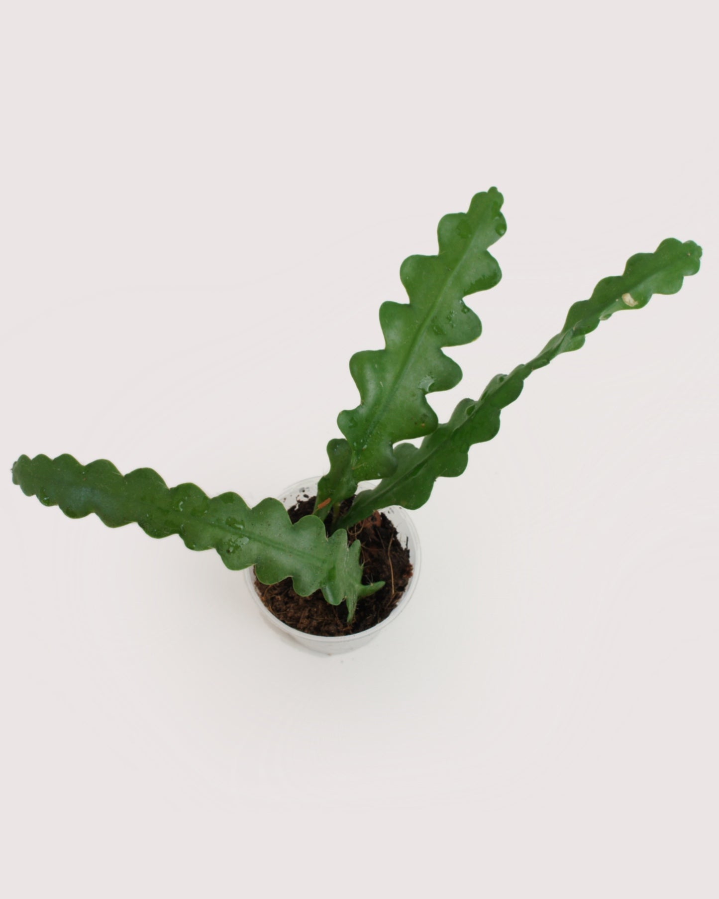 Epiphyllum Anguliger - cactus zigzag