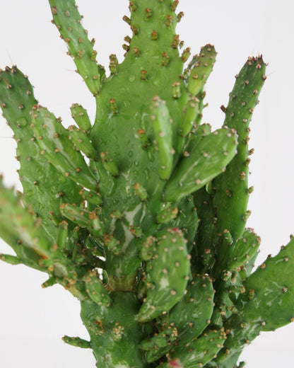 Opuntia Monacantha Variegata