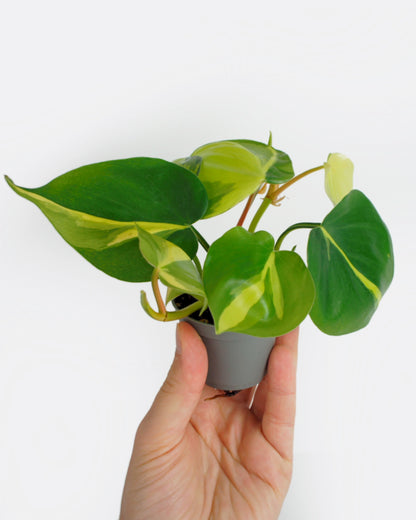 Philodendron Scandens Brasil