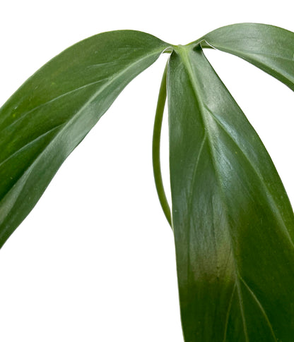 philodendron fenzlii Philodendron Tripartitum Fenzlii