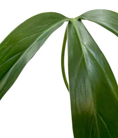 Philodendron Tripartitum Fenzlii