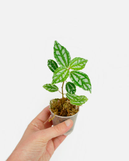 Pilea Cadierei