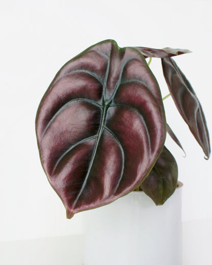 Alocasia Cuprea Red Secret (M)