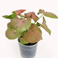 Syngonium Neon Robusta