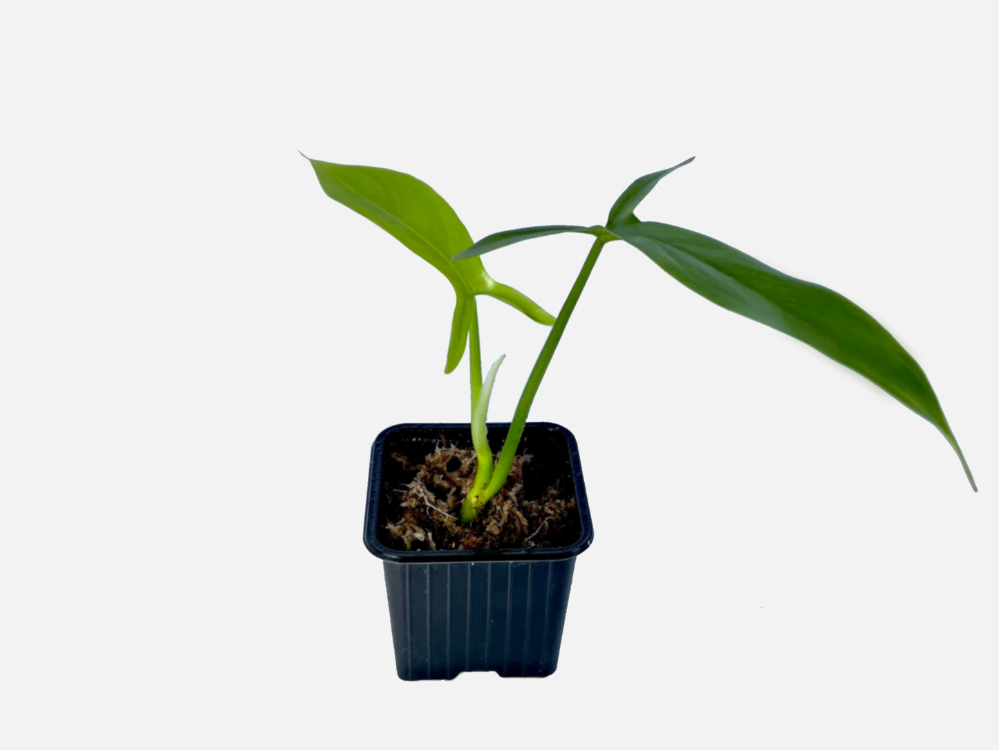 philodendron fenzlii Philodendron Tripartitum Fenzlii