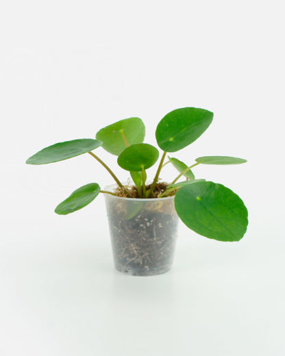 Pilea Peperomioides