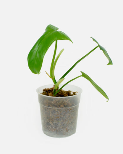 Philodendron Bipennifolium