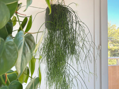 Rhipsalis Baccifera