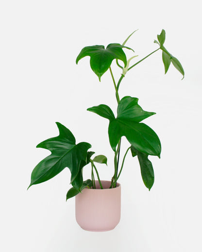 Philodendron Pedatum Florida Green