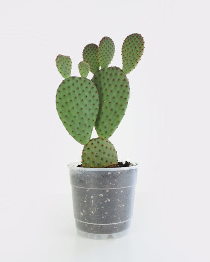 Opuntia Macrocalyx