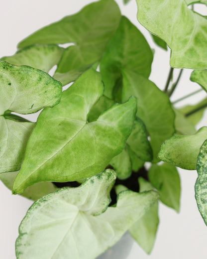 Syngonium White Butterfly