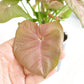 Syngonium Neon Robusta