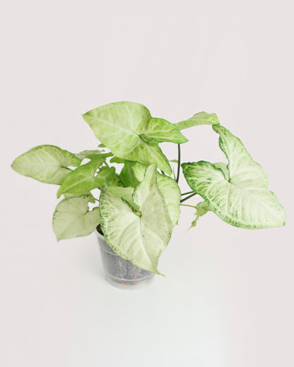 Syngonium White Butterfly