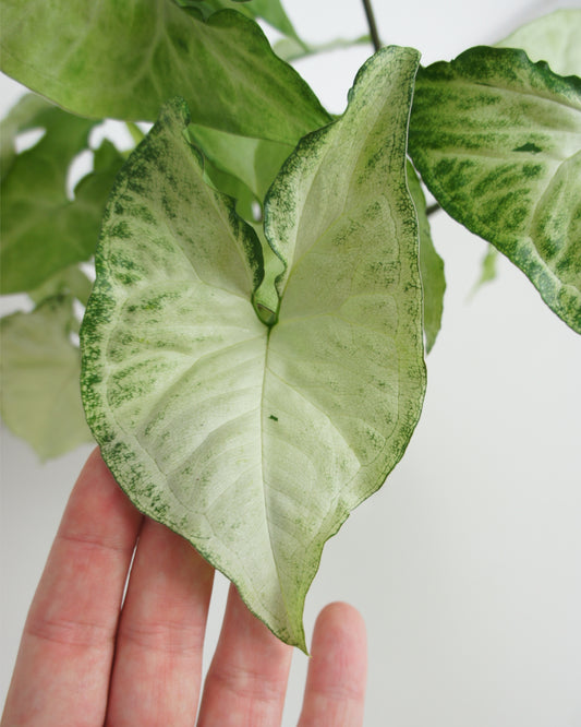 Syngonium White Butterfly