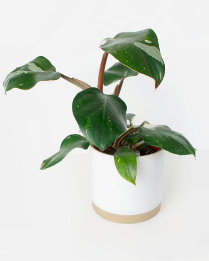 Philodendron White Knight