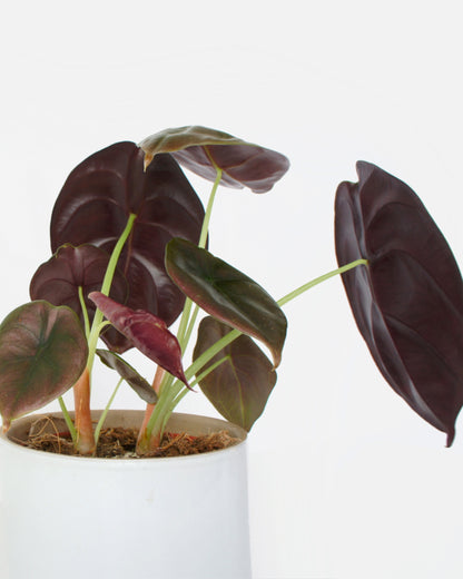 Alocasia Cuprea Red Secret (M)