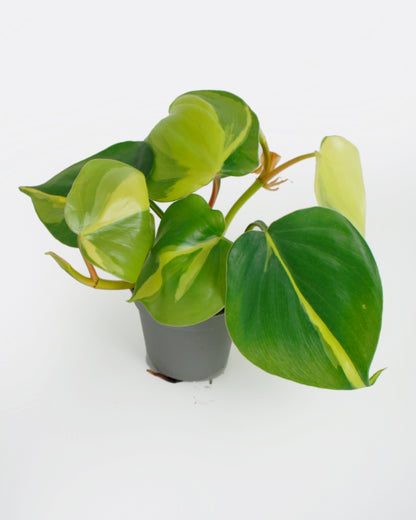 Philodendron Scandens Brasil