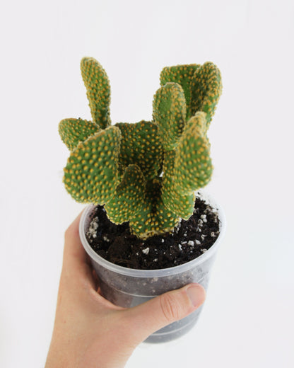 Opuntia Microdasys Palida Undulata