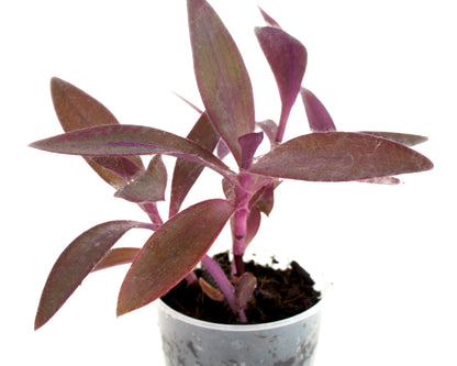 Tradescantia Pallida - Misère