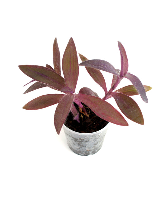 Tradescantia Pallida