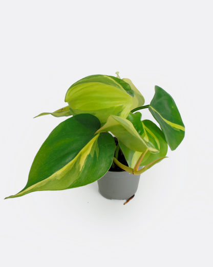 Philodendron Scandens Brasil