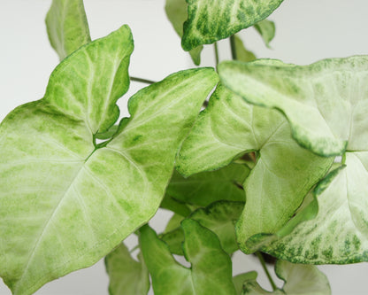 Syngonium White Butterfly