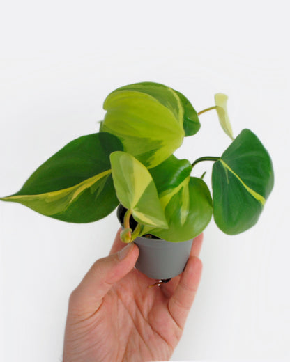 Philodendron Scandens Brasil