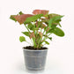 Syngonium Neon Robusta