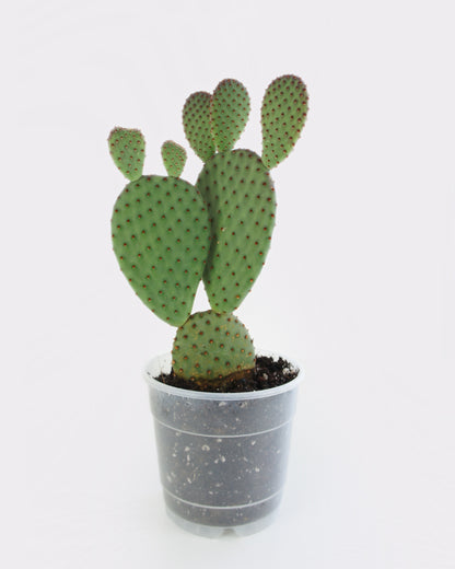 Opuntia Macrocalyx