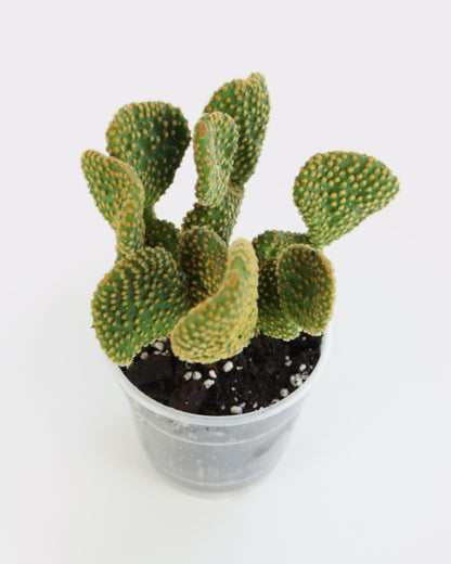 Opuntia Microdasys Palida Undulata