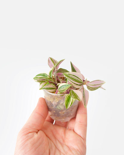 Tradescantia Fluminensis Quadricolor - Misère