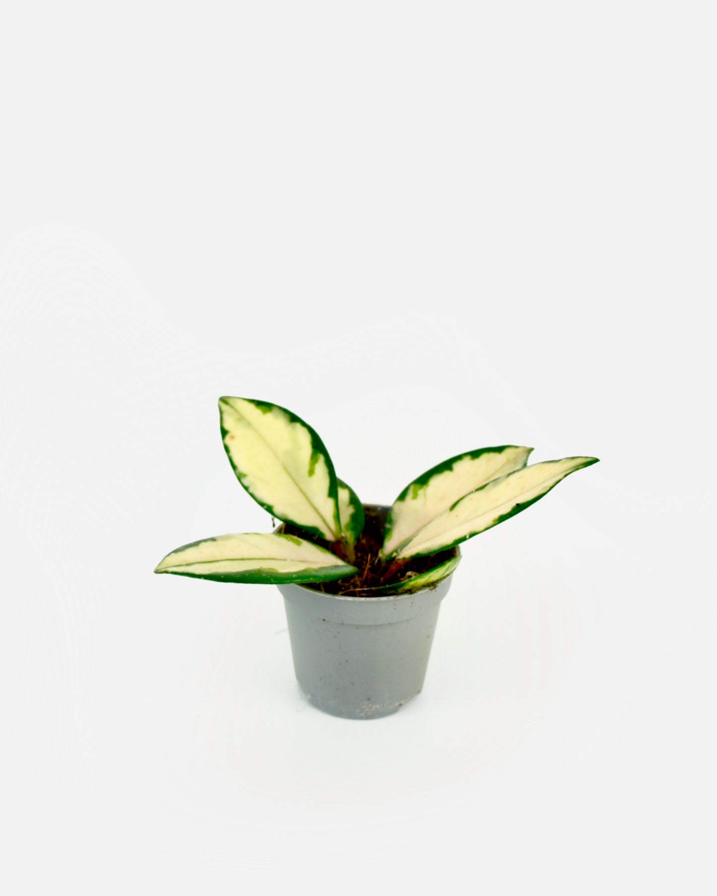 Hoya Carnosa Krimson Queen Tricolor - Fleur de cire