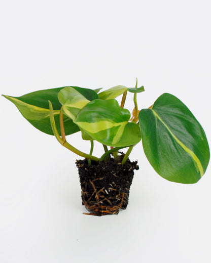 Philodendron Scandens Brasil