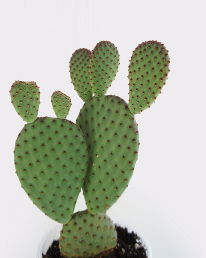 Opuntia Macrocalyx