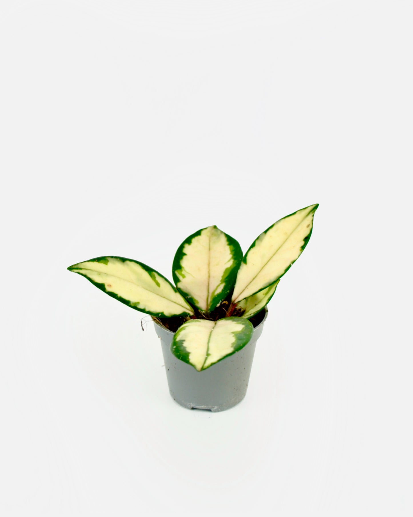 Hoya Carnosa Krimson Queen Tricolor - Fleur de cire