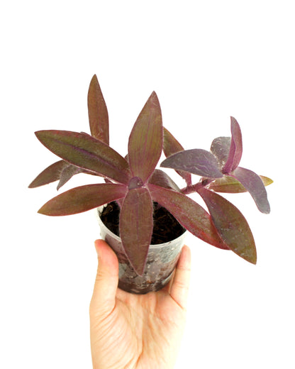 Tradescantia Pallida - Misère